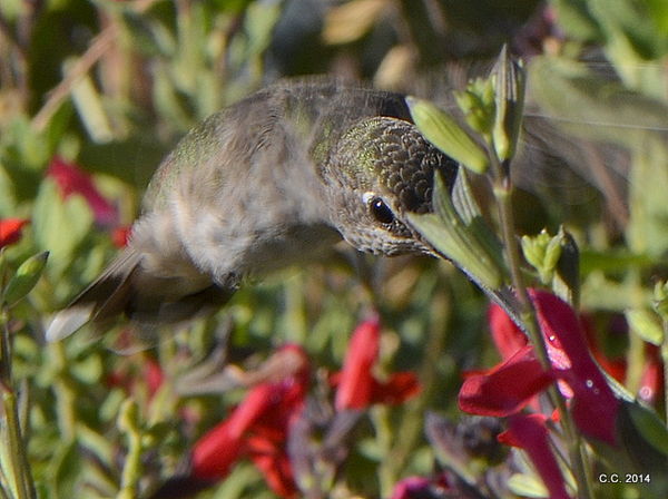 Hummingbird in flight...