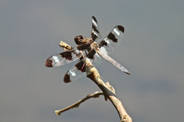 Twelve-spotted Skimmer (Libellula pulchella) (M)...