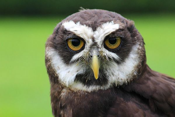 Spectacled Owl...