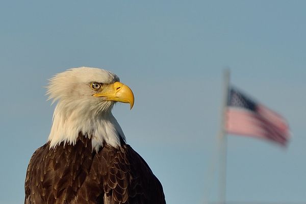 Eagle and American Flag, Anchor Point Beach...