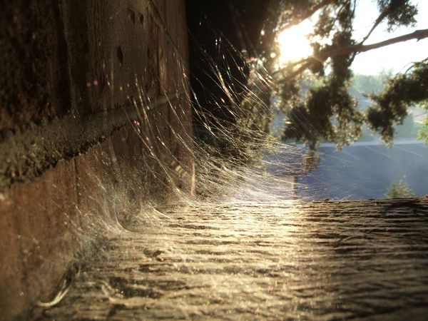 Spider Web...