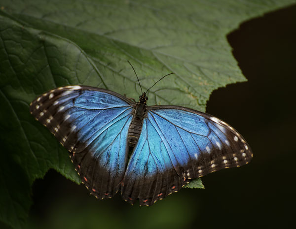 Blue Butterfly...