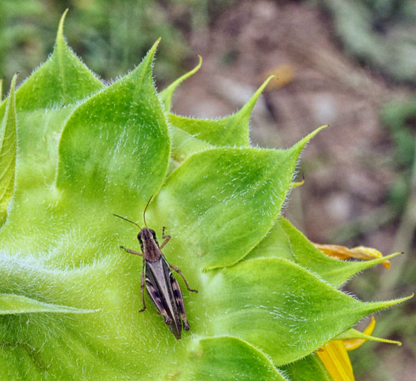 Grasshopper on Sunflower...