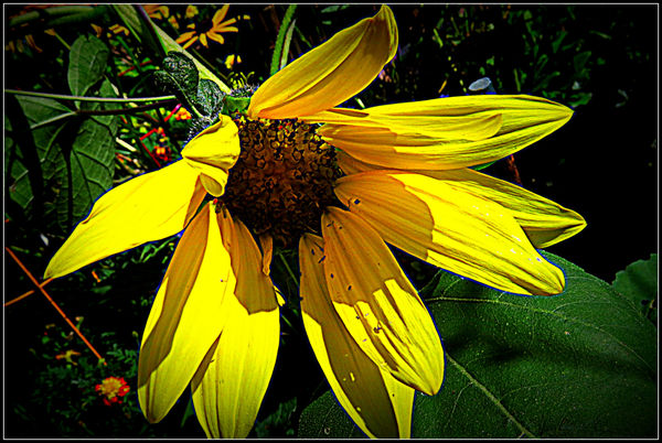 sunflower that grew from the seeds the birds dropp...