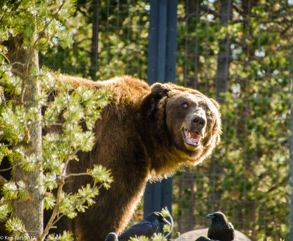 This was taken at the Grizzly Discovery Center in ...