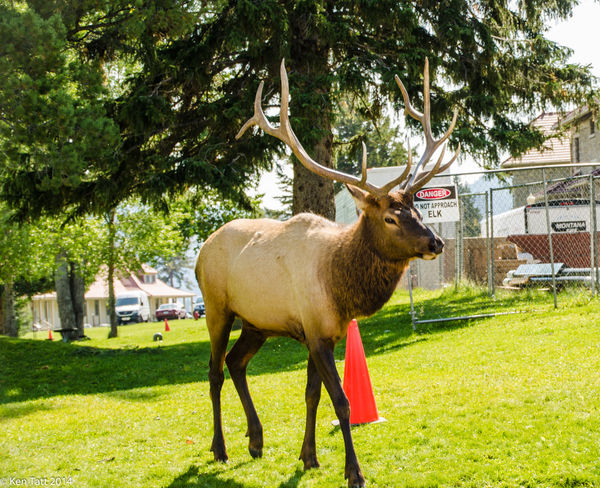 Elk are a safety issue in Mammoth...