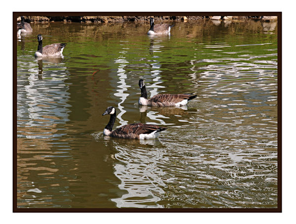 Rochester NY Canada Geese...