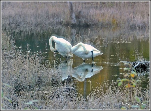 Trumpeter swans morning grooming....