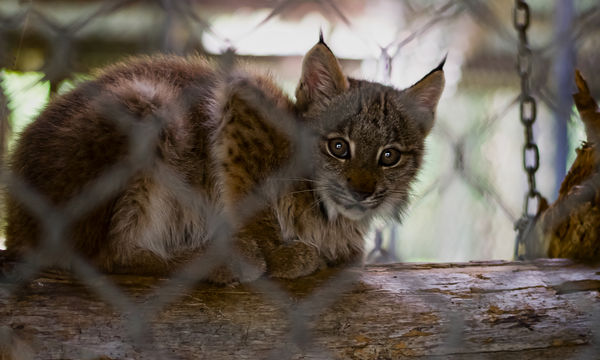 Canada Lynx kitten (Lynx canadensis)...