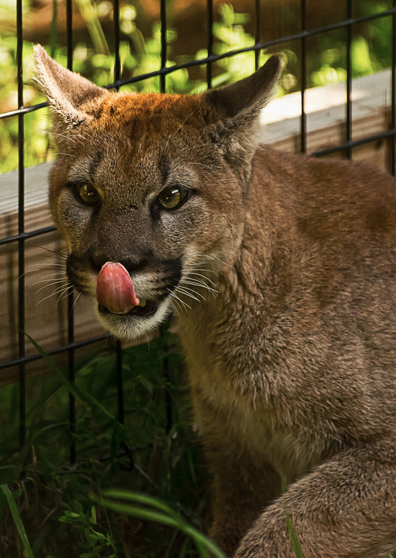 Cougar (Puma concolor)...