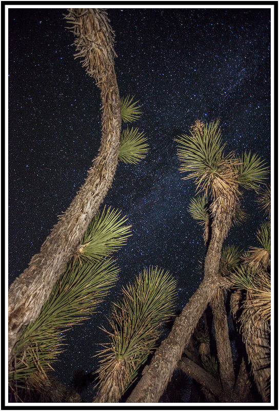 Joshua Tree and Milky Way...