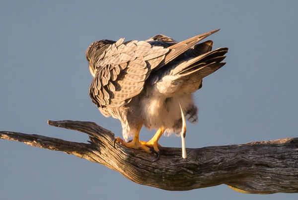 Falcongonewild