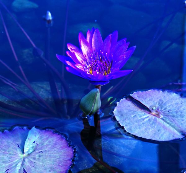 Water Lily...