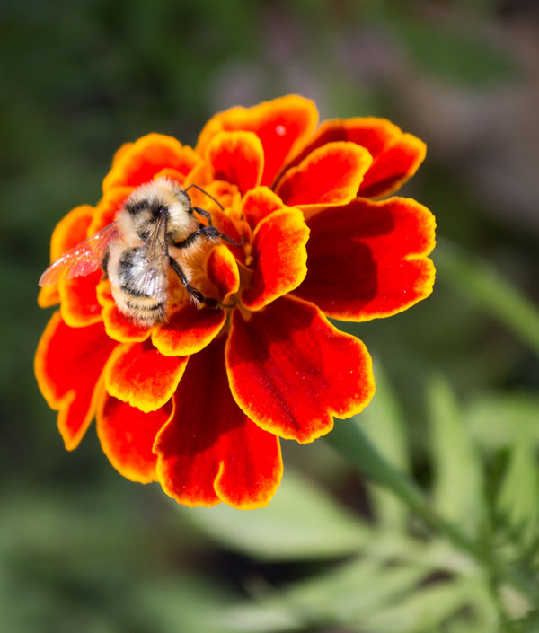 Marigold with bee...