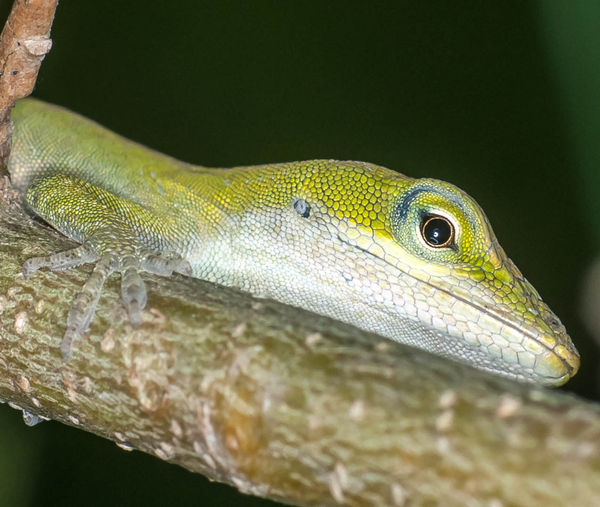 Small Green Anole trying to hide from me...