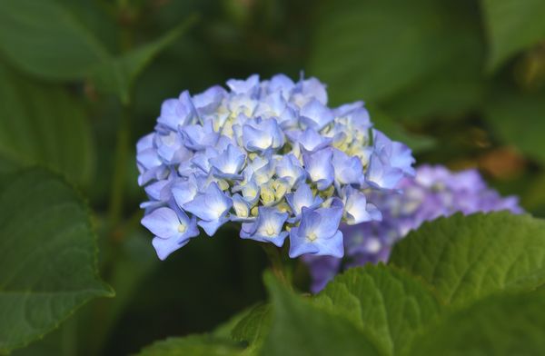 Pretty in Blue Hydrangea #2 (.Tiff)...
