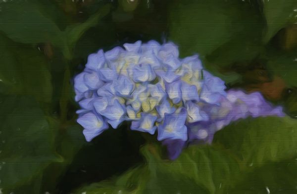 Toppazed Hydrangea #2 "Painted on Wood Plank"...