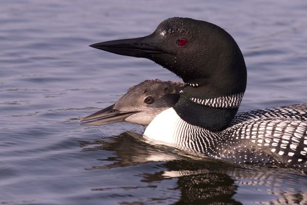 Young loon and mom...