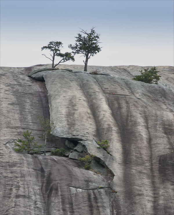 Trees semingly growing out of bare rock...