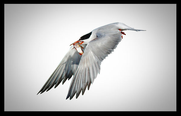 common tern...