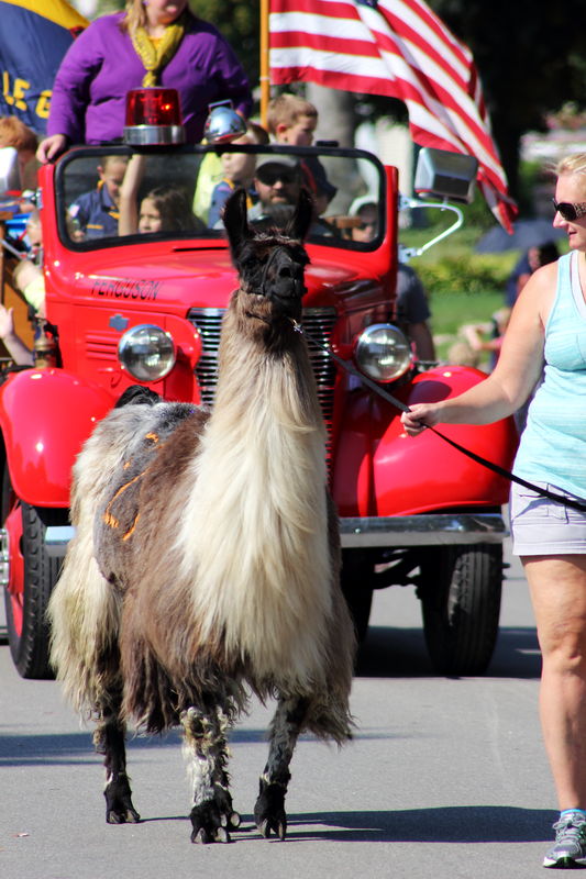 and near the end of the parade - a llama...