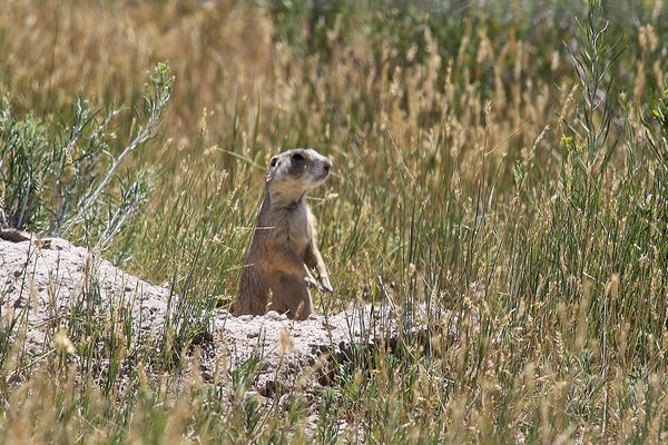#2 Nope, nothing but prairie dogs....