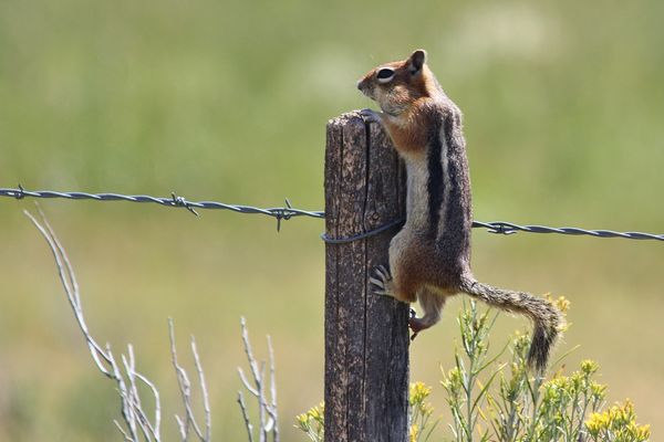 #4 ... and golden-mantled ground squirrels....