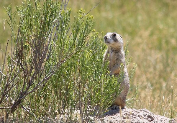 #8  ...and the prairie dog is still keeping watch....