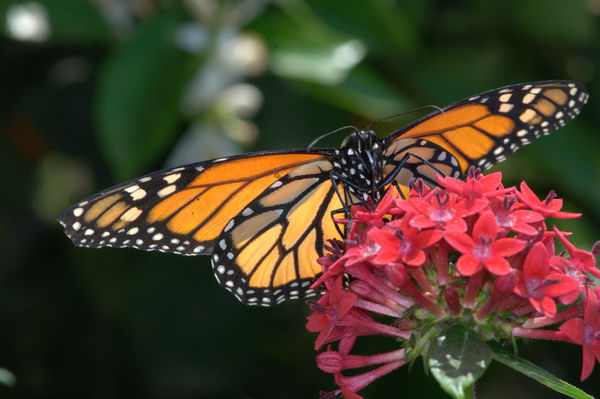 Original Backlighted Monarch Butterfly...
