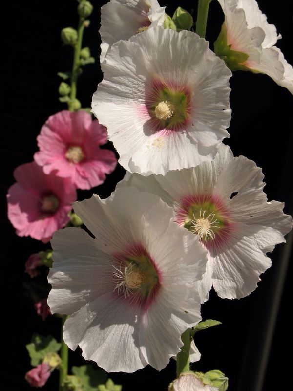 Here is the original hollyhock photo....