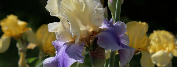 I added a yellow iris in the background, cropped a...