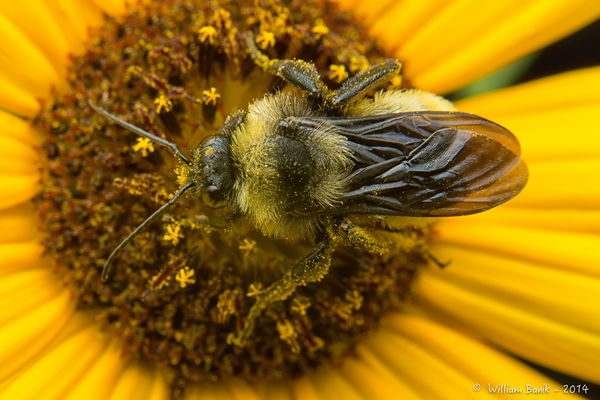 Big Ole Bumble Bee...
