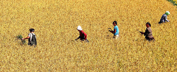 Rice Harvest...