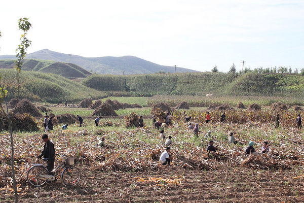 Harvest in Rural North Korea...