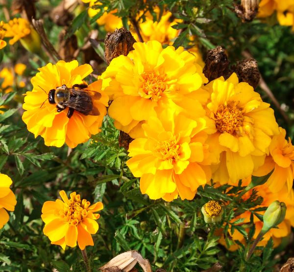 Bumble bee in the marigolds...