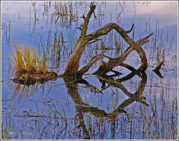 Driftwood reflection....