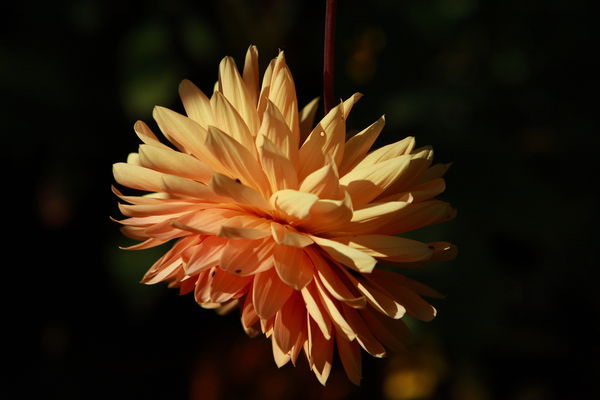 For all the Dahlia fans......