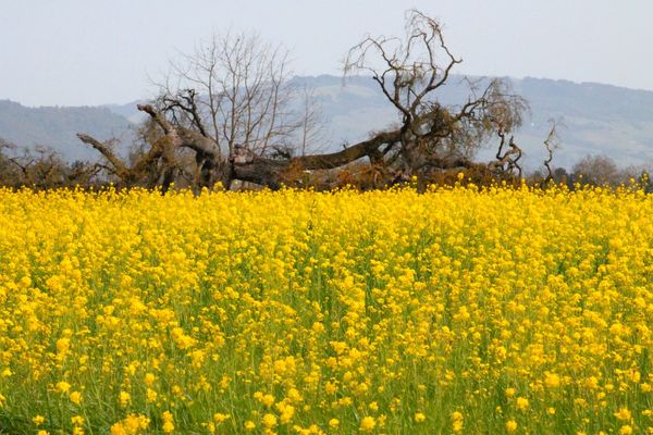 Field of Mustard...