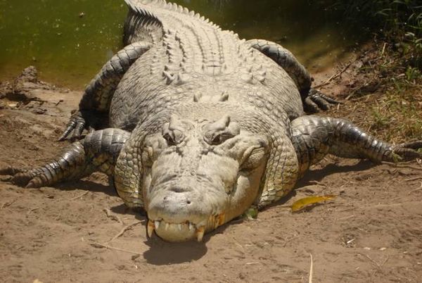 Saltwater Crocodile...