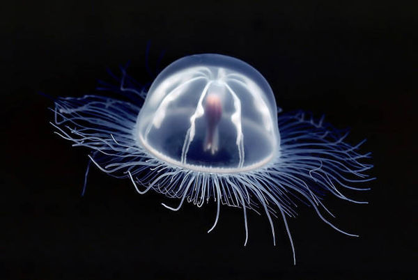 Box Jellyfish...