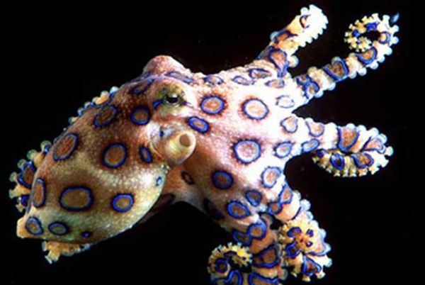 Blue Ringed Octopus...