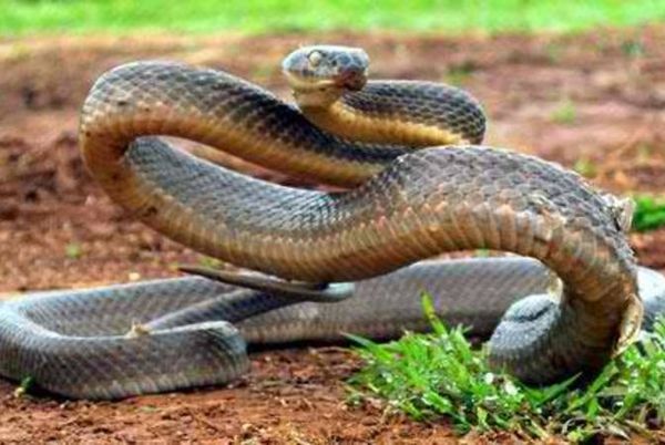 Inland Taipan Snake...
