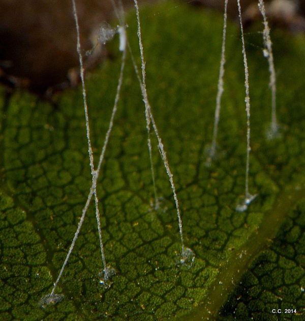 The "glue" that holds the stems in place. Fairy sp...