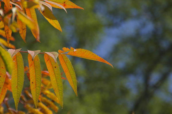 Sumac leaves are among the first to turn....