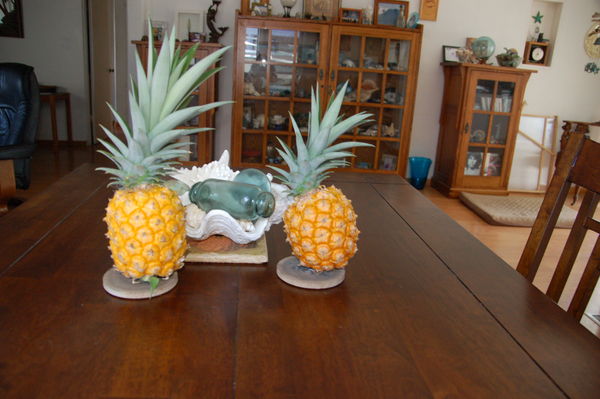 Two homegrown pineapples...