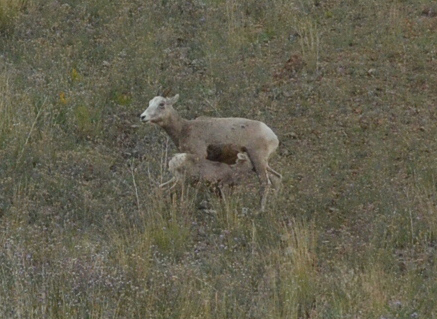 Ewe with lamb...