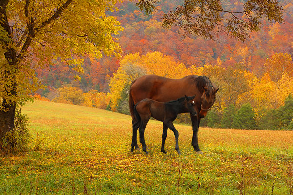 Composite of fall BG and horsefarm horses...