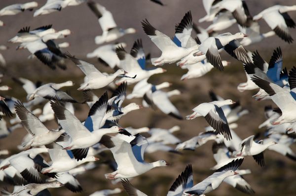 Snow Geese -The morning fly out...