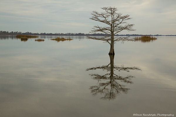 Lone Tree at Lake Matamuskeet...