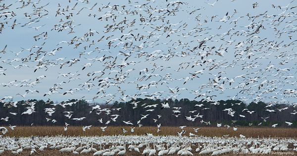 Snow Geese and Tundra Swans...